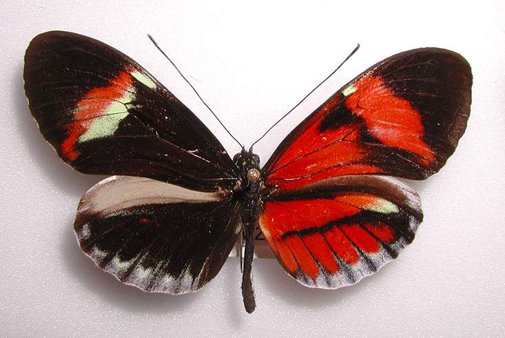 Heliconius UNID (bilateral gynandromorph) (Internet Image property of respective owner, non-commercial use only)
